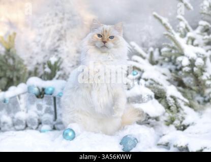 Ragdoll Stockfoto