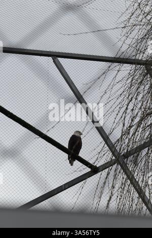 adler in Gefangenschaft, amerikanischer Adler Stockfoto