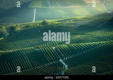 Weinberge am Morgen auf den sanften Hügeln in der Nähe der Stadt Neive in der Gegend von Langhe. Piemont. Italien, Europa. Stockfoto
