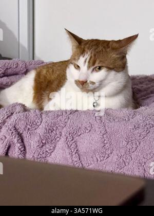 Eine Ingwerkatze mit weißem Fell liegt auf der Couch. Stockfoto