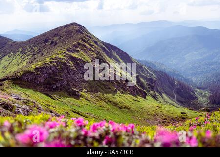 Goldenes Morgenlicht, das auf rhododendronbedeckten Berghängen leuchtet, mit nebelblauen Bergrücken, die sich bis zum Horizont erstrecken. Ruhige Landschaftsfotografie Stockfoto