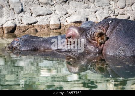 Das Nilpferd erfrischt im Wasser – Ein kühler Rückzugsort an einem heißen Sommertag Stockfoto