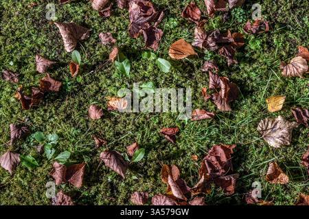 Alte schäbige Herbstblätter liegen auf grünem Moos. Zur Verwendung als abstrakte Hintergründe und Texturen. Stockfoto