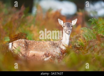 Porträt eines Damhirschweibchens, das im Herbst in Bracken steht. Stockfoto
