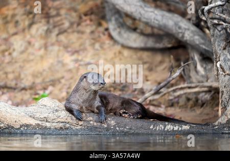 Neotropischer Otter, der auf einem umgestürzten Baum am Flussufer liegt, Pantanal, Brasilien. Stockfoto
