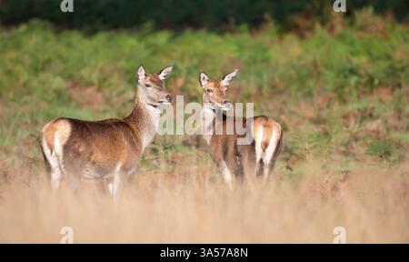 Rotwild-Hahnde stehen im Herbst im Gras, Großbritannien. Stockfoto