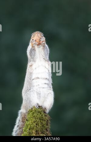 Graues Eichhörnchen, das Nuss auf einem moosigen Zweig isst, UK. Stockfoto