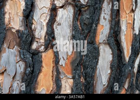 Verbrannte Rinde einer kanarischen Kiefer (Pinus canariensis) im Fokus stapeln Nahaufnahme Stockfoto