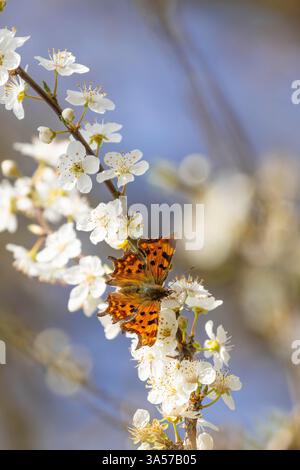 Nahaufnahme eines wilden britischen Komma-Schmetterlings (Polygonia c-Album), der sich in der Frühlingssonne auf einer weißen Blütenblüte niederließ. Stockfoto