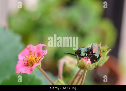 Zwei japanische Käfer sitzen auf Erdbeerblüte Stockfoto