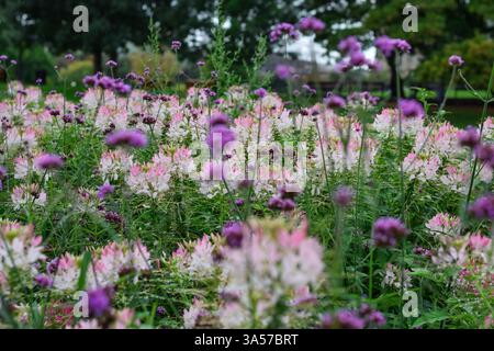 Blumenbeet mit rosafarbenen und violetten Baldrianblüten in einem Park Stockfoto