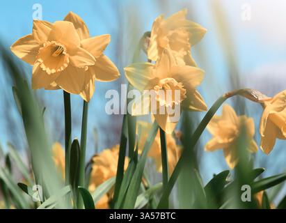 Frühlingsgelbe Narzissen wachsen auf einem Feld an einem sonnigen Tag Nahaufnahme Stockfoto