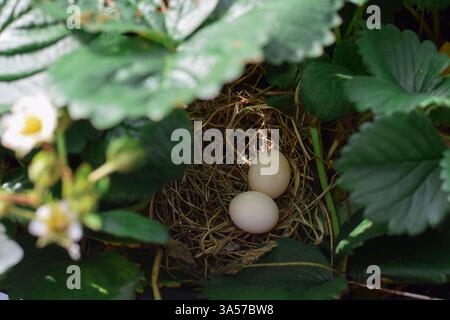 Zwei Eier im Vogelnest der Trauertaube im Erdbeertopf Stockfoto