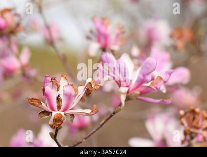 Rosafarbene Magnolienblüten mit braunen Blüten, die durch Spätfrost beschädigt wurden Stockfoto