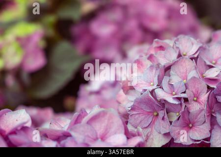Eine Nahaufnahme der Hortensie Blumen in einem Garten. Stockfoto