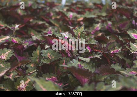 Ein Blick auf einen Garten voller coleus-Pflanzen. Stockfoto