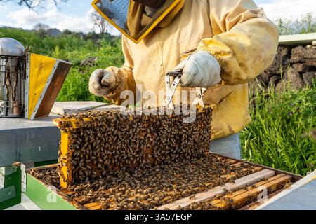 Imker im Schutzanzug erntet sorgfältig eine Wabe aus dem Bienenstock, umgeben von Bienen in einem ländlichen Bienenhaus. Stockfoto