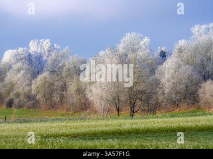 Bayerische Winterlandschaft mit frostbedeckten Bäumen in Schrobenhausen (Bayern, Deutschland) Stockfoto