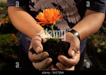 Hände, Die Frisch Gepflanzte Blume Halten Stockfoto
