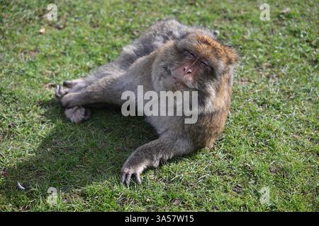 Ein Affe liegt auf dem Gras auf einem Feld. Der Affe ist entspannt und er genießt die Sonne Stockfoto