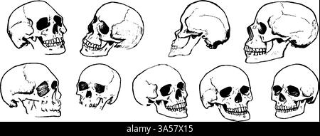 Sammlung von Schädelillustrationen in verschiedenen Winkeln Stock Vektor