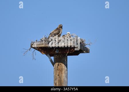 Rotschwanzfalken Stockfoto