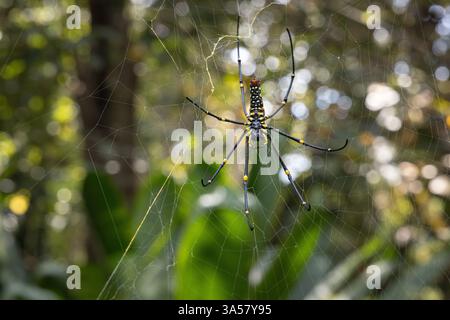 Goldene Seidenkugel-Weaver-Spinne Stockfoto