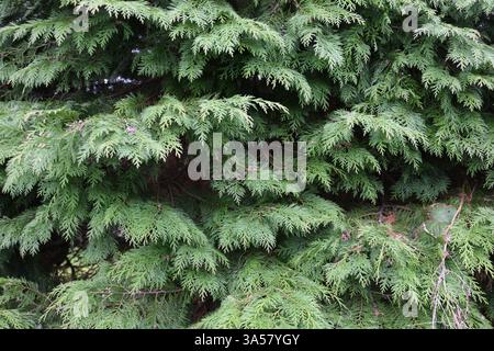 Ein Baum mit grünen Blättern und Ästen. Der Baum ist hoch und hat viele Blätter Stockfoto