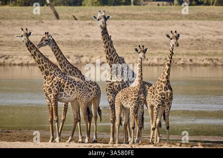 Thornicrofts Giraffe Stockfoto