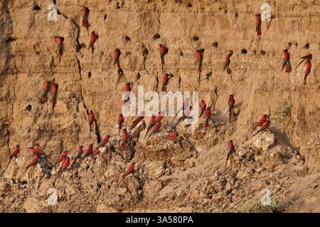 Carmine Bienenfresser Stockfoto