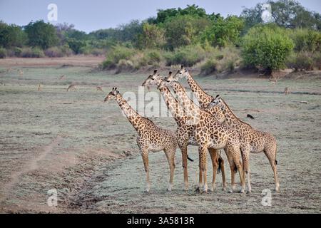 Thornicrofts Giraffe Stockfoto