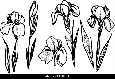 Eine Sammlung handgezeichneter Irisblumen in verschiedenen Blütestadien, die ihre eleganten Blütenblätter und schlanken Blätter zeigen. Die Abbildungen sind detailliert dargestellt Stock Vektor