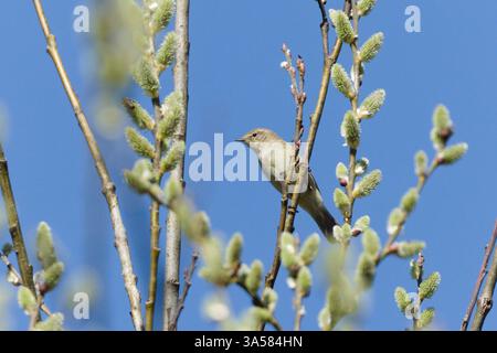 Phylloscopus collybita, auch bekannt als gemeiner Kicherbaum, der im Frühjahr auf dem Baum thront. Blauer Himmel Hintergrund. Kleiner gemeiner Vogel in Tschechien. Stockfoto