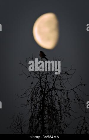 Falco Tinnunkulus, auch bekannt als gewöhnlicher Turmfalke, der nachts auf dem Baum thront, mit Mond im Hintergrund. Gewöhnlicher Raubvogel in Tschechien. Stockfoto