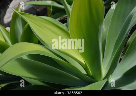 Fuchsschwanz Agave Attenuata Stockfoto
