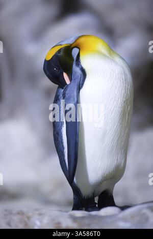 König Pinguin Stockfoto