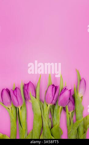 Ein lebhafter Blumenstrauß aus leuchtend rosa Tulpen mit satten grünen Blättern vor einem weichen rosa Hintergrund Stockfoto