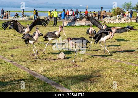 Äthiopien, Fischer auf dem Fischmarkt am Awassa-See. märz 2024 Stockfoto