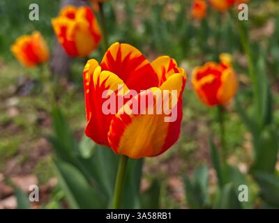 Rote und gelbe Tulpen blühen auf dem Boden im Garten Stockfoto