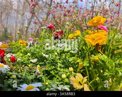 Verschiedene bunte Blumen im Garten am sonnigen Nachmittag Stockfoto