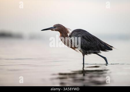 Little Blue Heron weht im flachen Wasser entlang der Küste im Honeymoon Island State Park, Dunedin, Florida. Stockfoto