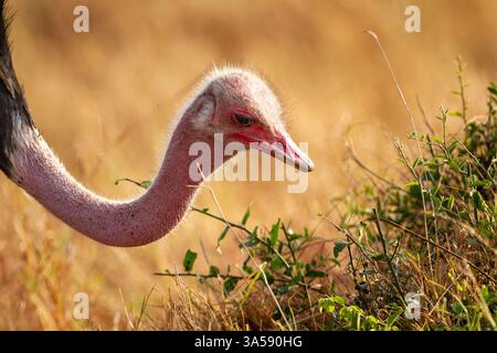 Gemeiner Strauß (Struthio camelus) in der afrikanischen Savanne. Stockfoto