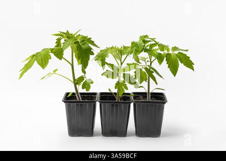 Junge Tomatensämlinge, die in schwarzen Bechern auf weißem Hintergrund wachsen. Anbau umweltfreundlicher Pflanzen zu Hause. Konzept der Gartenarbeit, Frühling, Ernte. Stockfoto
