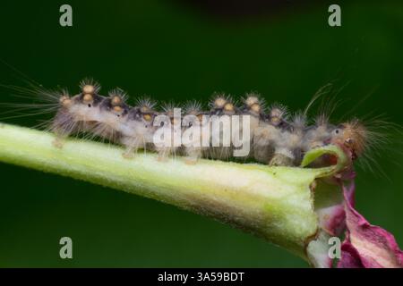 Makro der Wurmschnecke nahe auf dem Blatt in der Natur Stockfoto