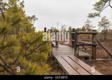 Eine hölzerne Promenade mit Geländern, die sich durch einen sumpfigen Bereich mit Nadelbäumen schlängelt. Stockfoto