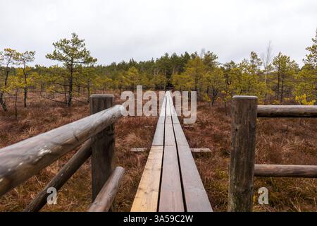 Eine hölzerne Promenade mit Geländern, die sich durch einen sumpfigen Bereich mit Nadelbäumen schlängelt. Stockfoto
