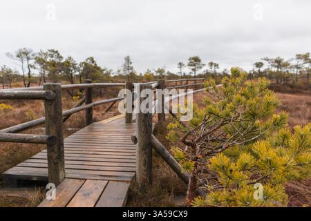 Eine hölzerne Promenade mit Geländern, die sich durch ein sumpfiges Gebiet schlängelt. Stockfoto