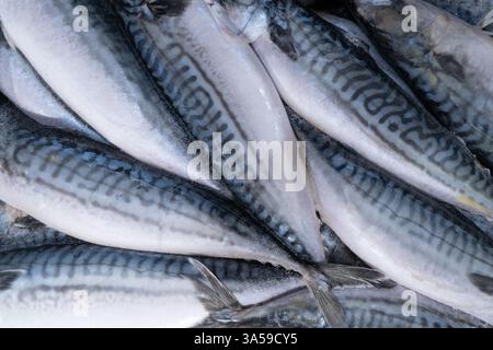 Hintergrund der gefrorenen Makrele. Gefrorene Gruppe von Fischen. Eisfisch. Haufen Makrelen-Musters. Stockfoto