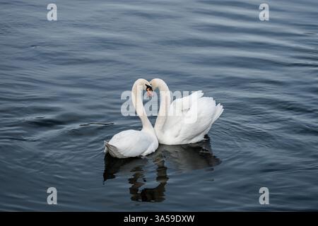 Neuhausen Am Rheinfall, Schweiz. März 2025. Zwei Schwäne schwimmen im Rhein bei den Rheinfällen in der Gemeinde Neuhausen am Rheinfall im Kanton Schaffhausen. Quelle: Silas Stein/dpa/Alamy Live News Stockfoto