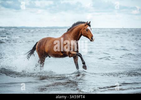 Deutsche Riding Pony Stockfoto